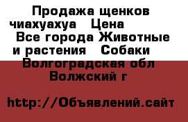 Продажа щенков чиахуахуа › Цена ­ 12 000 - Все города Животные и растения » Собаки   . Волгоградская обл.,Волжский г.